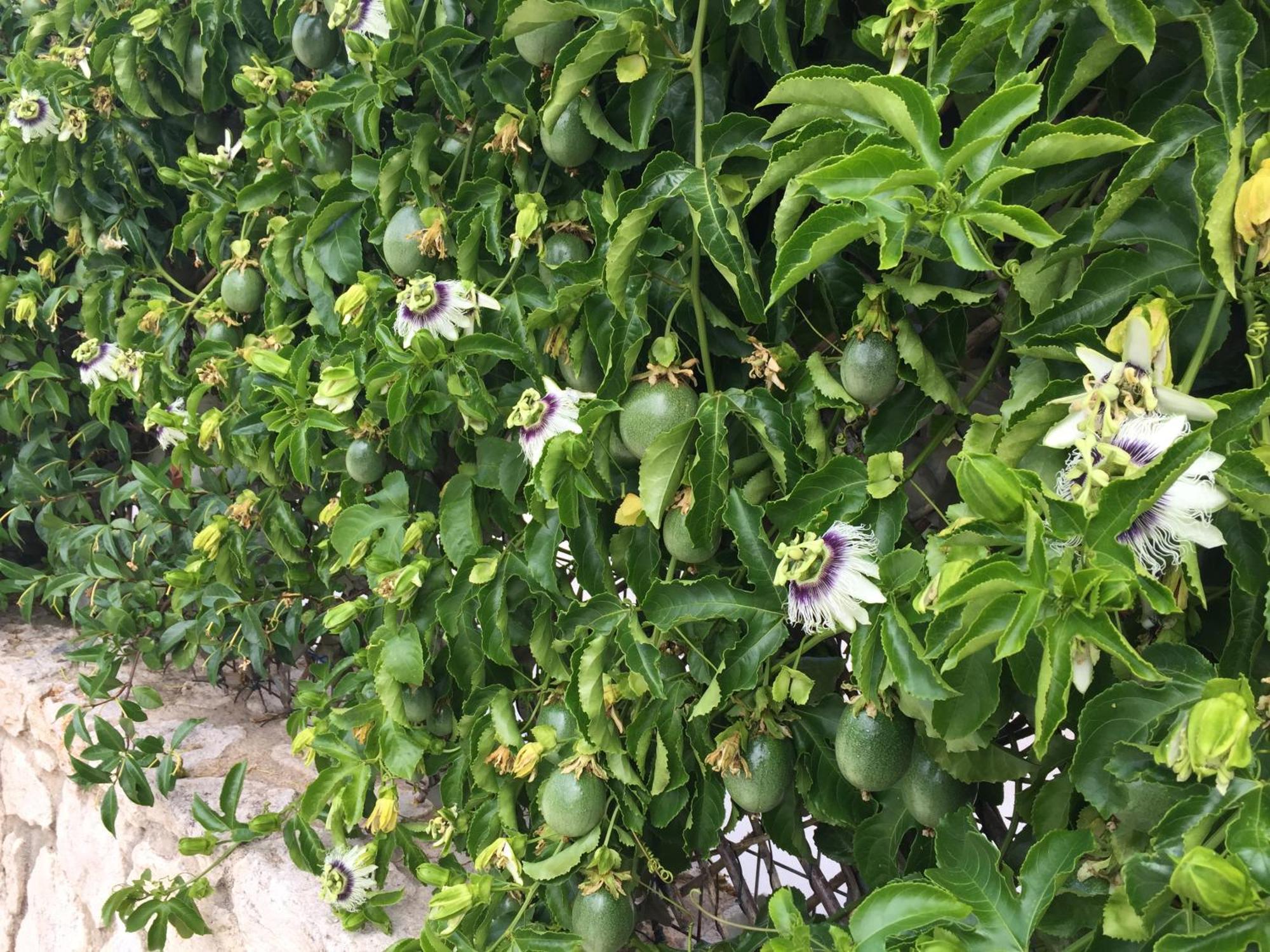 Bio Garden Stonehouse Βίλα Γωνιά Εξωτερικό φωτογραφία