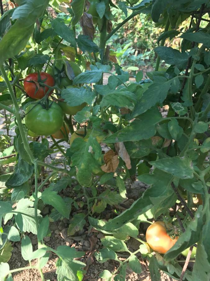 Bio Garden Stonehouse Βίλα Γωνιά Εξωτερικό φωτογραφία